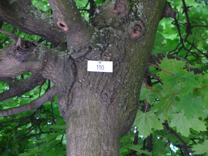 ベルリンの木は全て番号が付いている