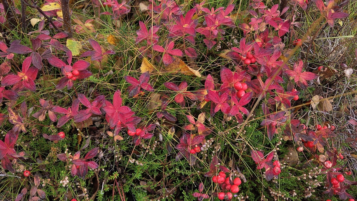 コケモモ(学名 Vaccinium vitis-idaea)